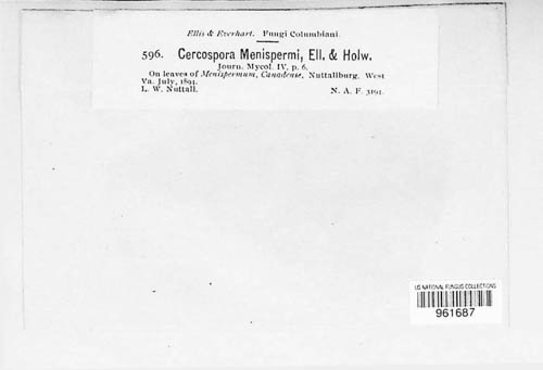 Passalora menispermi image